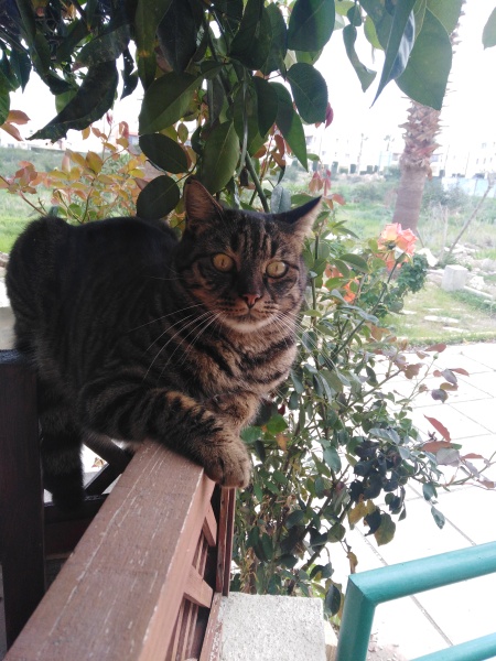 My poor boy died suddenly last night
