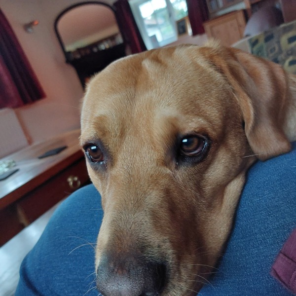 Could I name my puppy Simon?