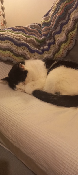 Lap dances, strippers and punch-ups - the Excellent Cats arrange a stag party