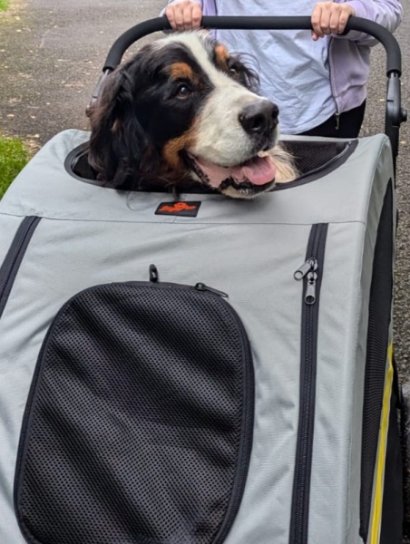 What would you think if you saw dogs in their own pram?