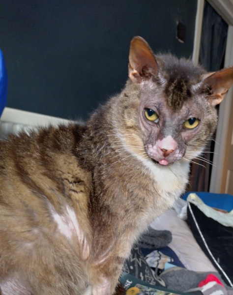 Lap dances, strippers and punch-ups - the Excellent Cats arrange a stag party