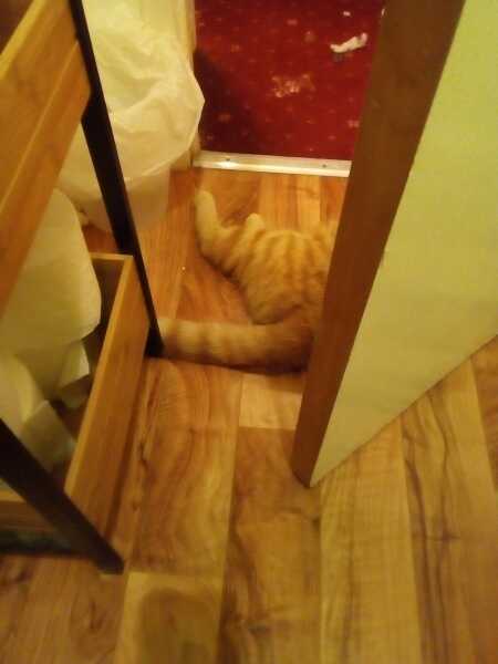 Cat has eaten bolognese sauce