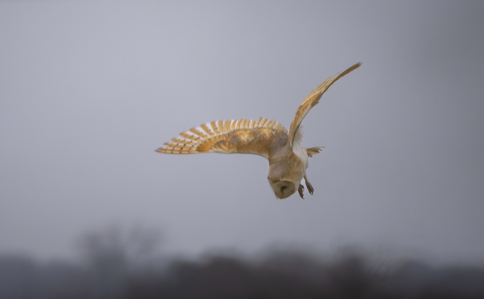 The Happy Place Café and Tilly's dog wash is still open.