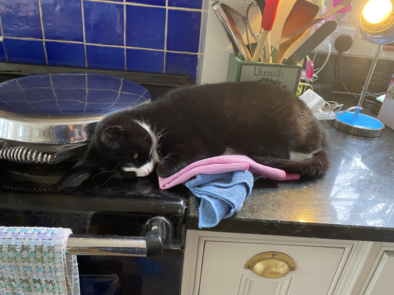Rescue cats, show me yours!