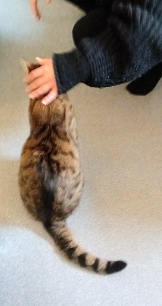 Lap dances, strippers and punch-ups - the Excellent Cats arrange a stag party