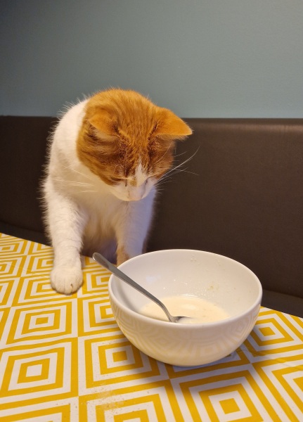 Lap dances, strippers and punch-ups - the Excellent Cats arrange a stag party