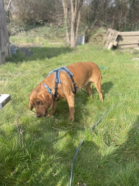 Adolescent Dog Survival Thread - get teenage licks right through the night!