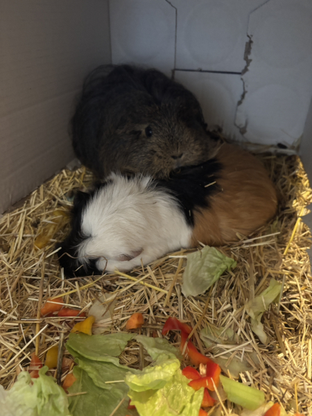 Please help my poor guinea pigs