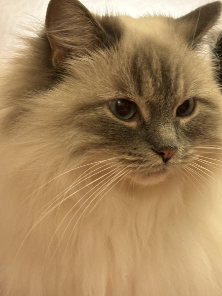 Can you ever 'finish' brushing a cat?