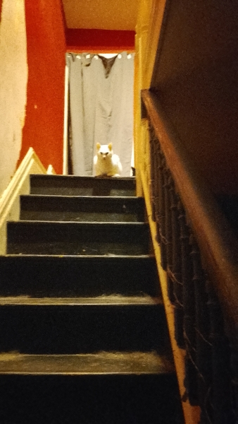 Lap dances, strippers and punch-ups - the Excellent Cats arrange a stag party