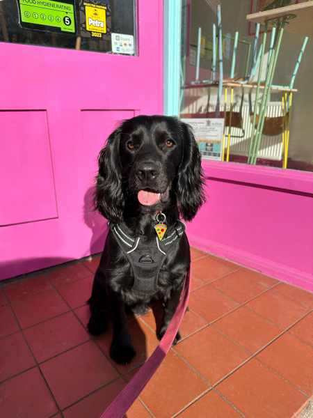 Adolescent Dog Survival Thread - get teenage licks right through the night!