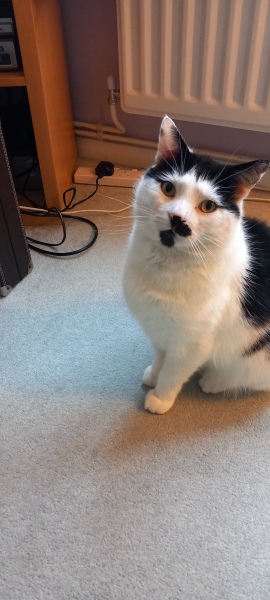 Lap dances, strippers and punch-ups - the Excellent Cats arrange a stag party