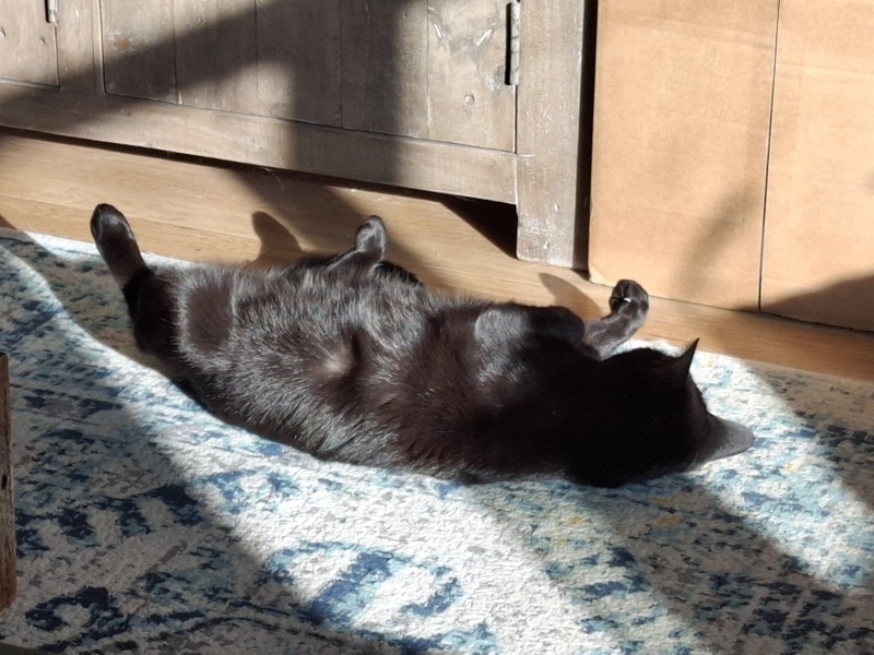 Does anyone have a cat wall?