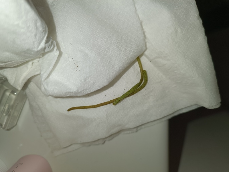 What did I find on my floor? Put my mind at ease please!
