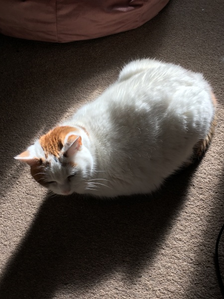 Lap dances, strippers and punch-ups - the Excellent Cats arrange a stag party