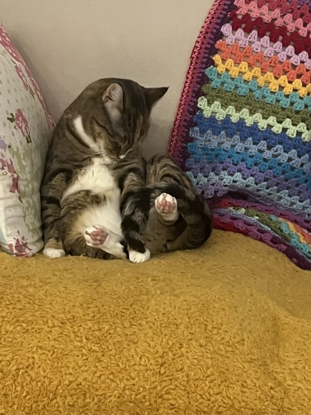 Lap dances, strippers and punch-ups - the Excellent Cats arrange a stag party