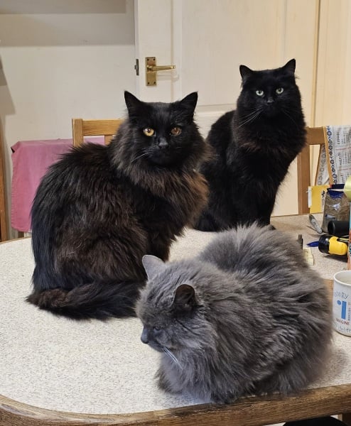 Lap dances, strippers and punch-ups - the Excellent Cats arrange a stag party