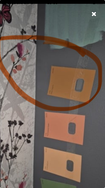 Which paint? Help!