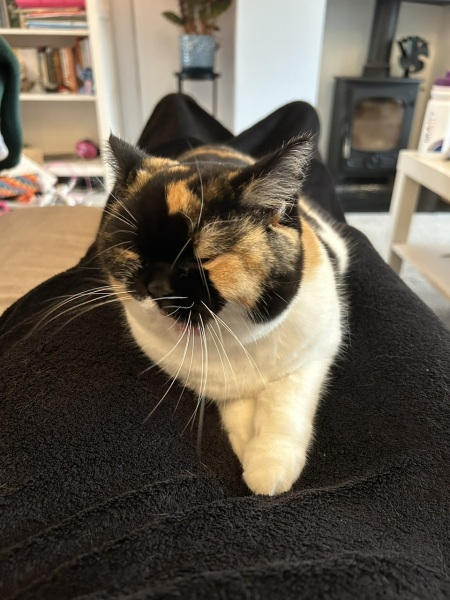 Is it ok to feed wet food only?