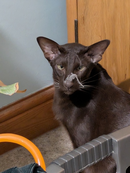 Siamese cats - what is the breed like?