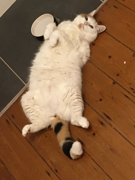 Lap dances, strippers and punch-ups - the Excellent Cats arrange a stag party