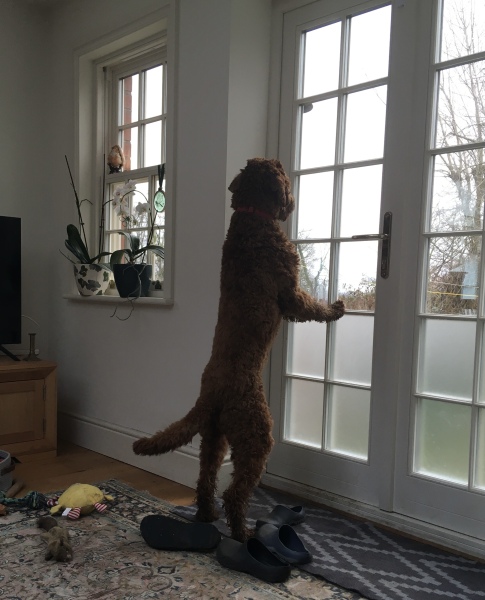 Adolescent Dog Survival Thread - get teenage licks right through the night!