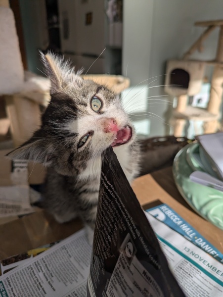 Show me the most unhinged looking photo you have of your cat