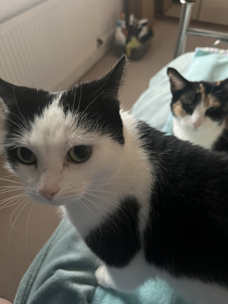 Rescue cats, show me yours!