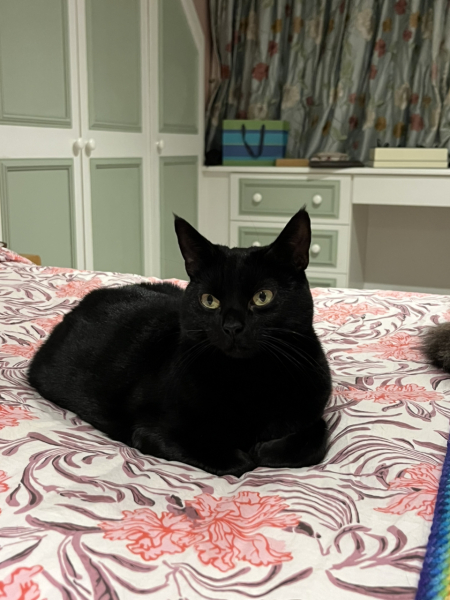 Black and white cats. (pics please!)