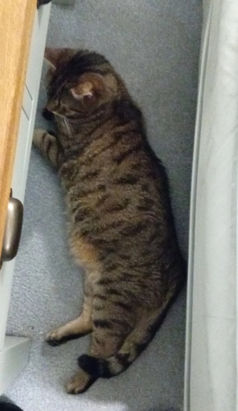 Lap dances, strippers and punch-ups - the Excellent Cats arrange a stag party