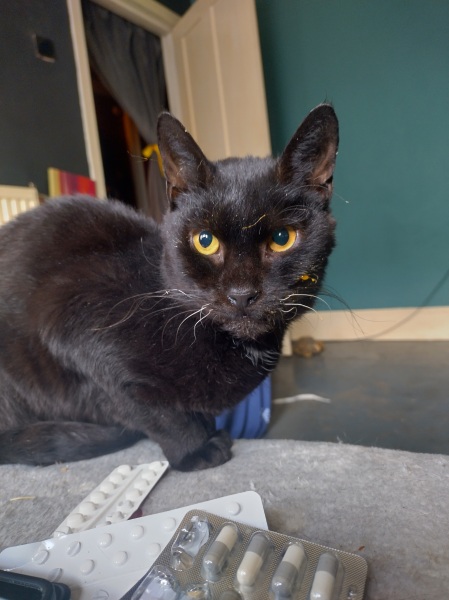 Lap dances, strippers and punch-ups - the Excellent Cats arrange a stag party