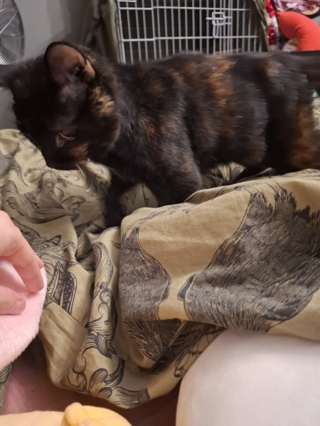 Picking up our cat that's been 'missing' for years