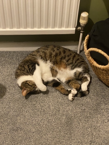 Taking on three rescue cats!