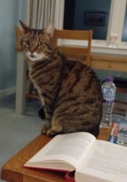 Lap dances, strippers and punch-ups - the Excellent Cats arrange a stag party