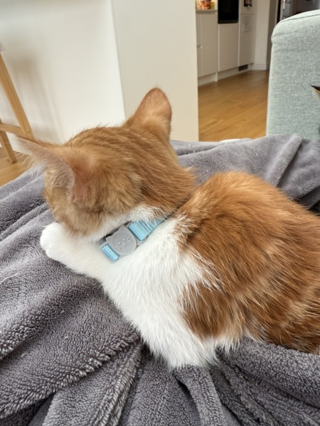 Massive lump on kittens back after 2nd jab