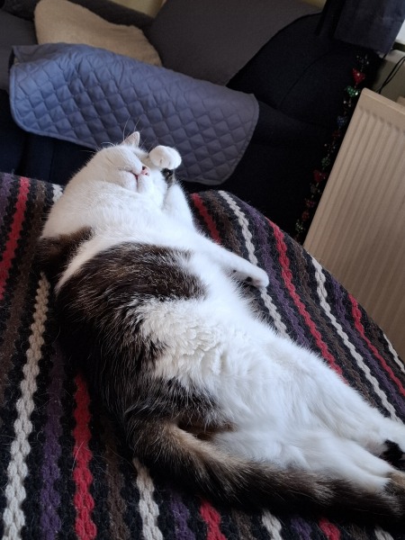 Show me your elderly cats