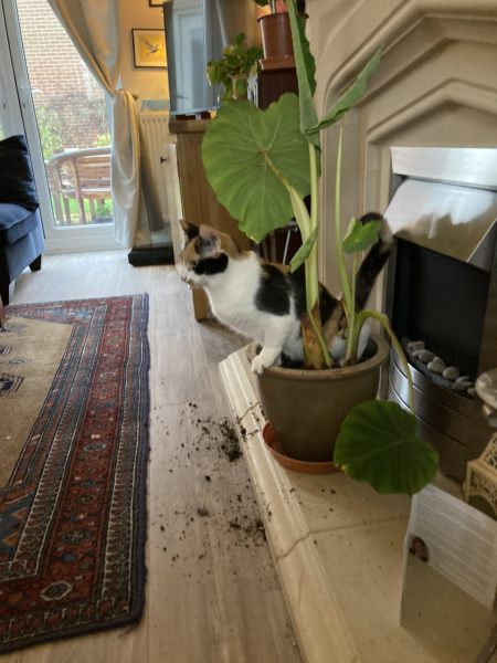 Show me the most unhinged looking photo you have of your cat