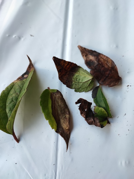 Spot the difference - J Parkers warning