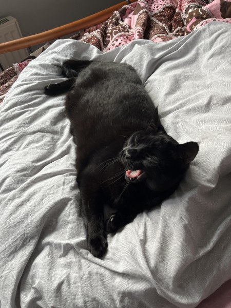 Show me the most unhinged looking photo you have of your cat