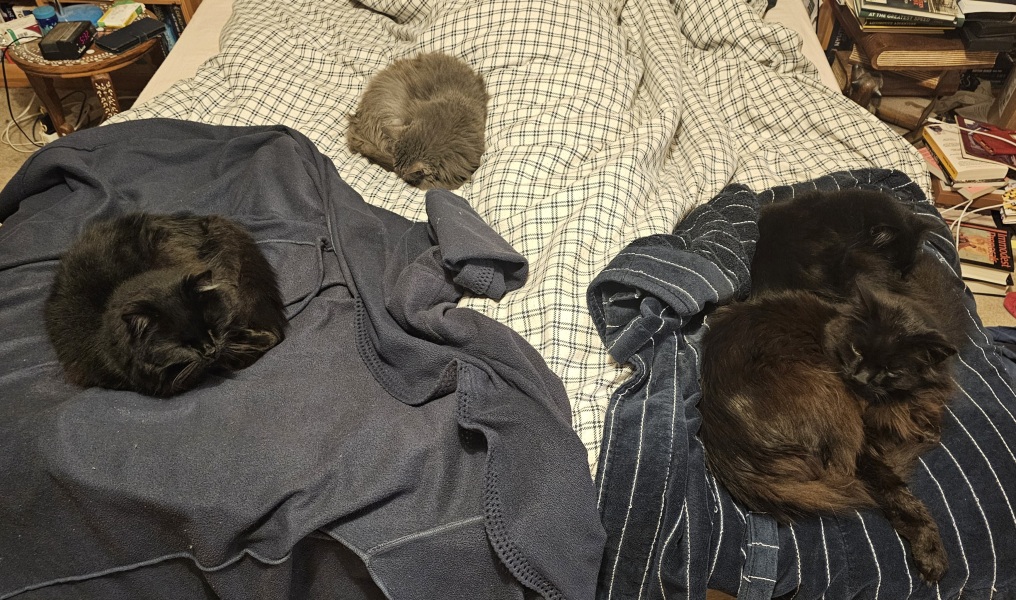 Lap dances, strippers and punch-ups - the Excellent Cats arrange a stag party