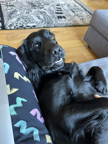 Adolescent Dog Survival Thread - get teenage licks right through the night!