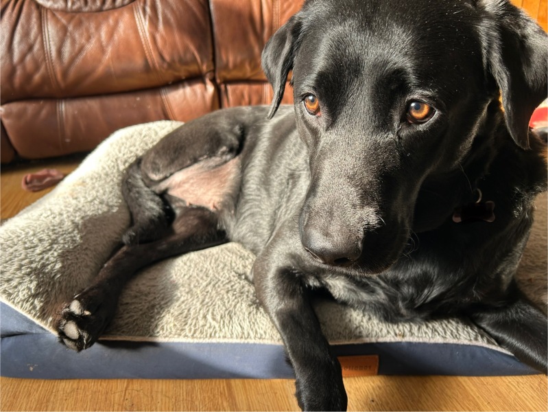 Hand hold please. Beloved Labrador hit by car and losing her leg
