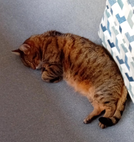 Lap dances, strippers and punch-ups - the Excellent Cats arrange a stag party