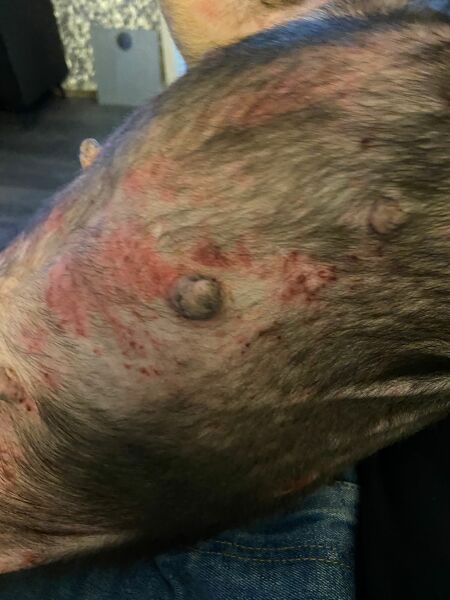 Help! Dogs skin