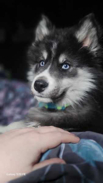 Buying a puppy. Breeder applying pressure for payment.