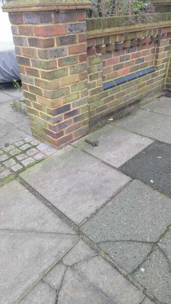 So much dog poo - what can be done?
