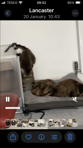 'Done' cat is a humper...