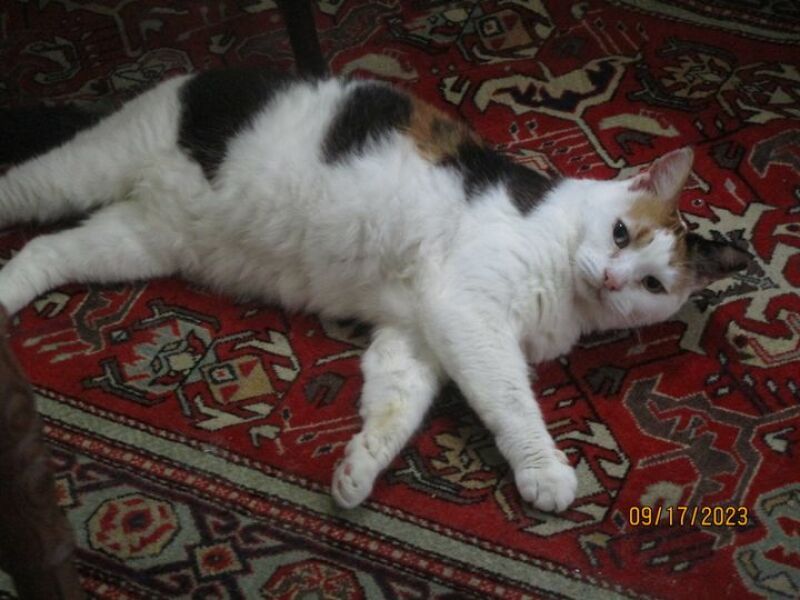 Show me your elderly cats