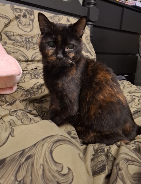 Anyone got a tortie?