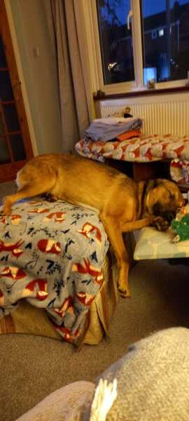 Adolescent Dog Survival Thread - get teenage licks right through the night!
